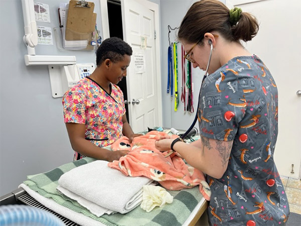 two team members examining cat