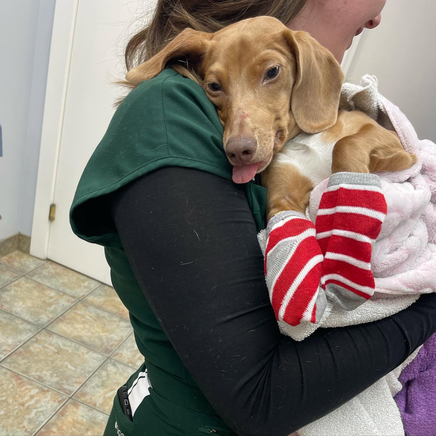Dachshund puppy being held by a Chaparral Veterinary Clinic team member