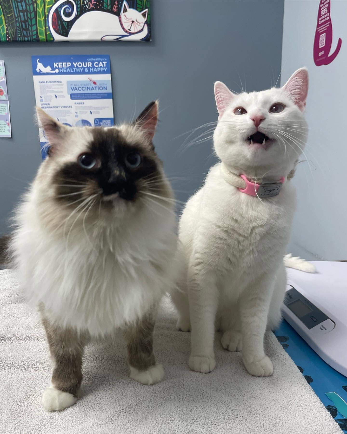 Two cats on the exam table at Chaparral Veterinary Clinic in Calgary