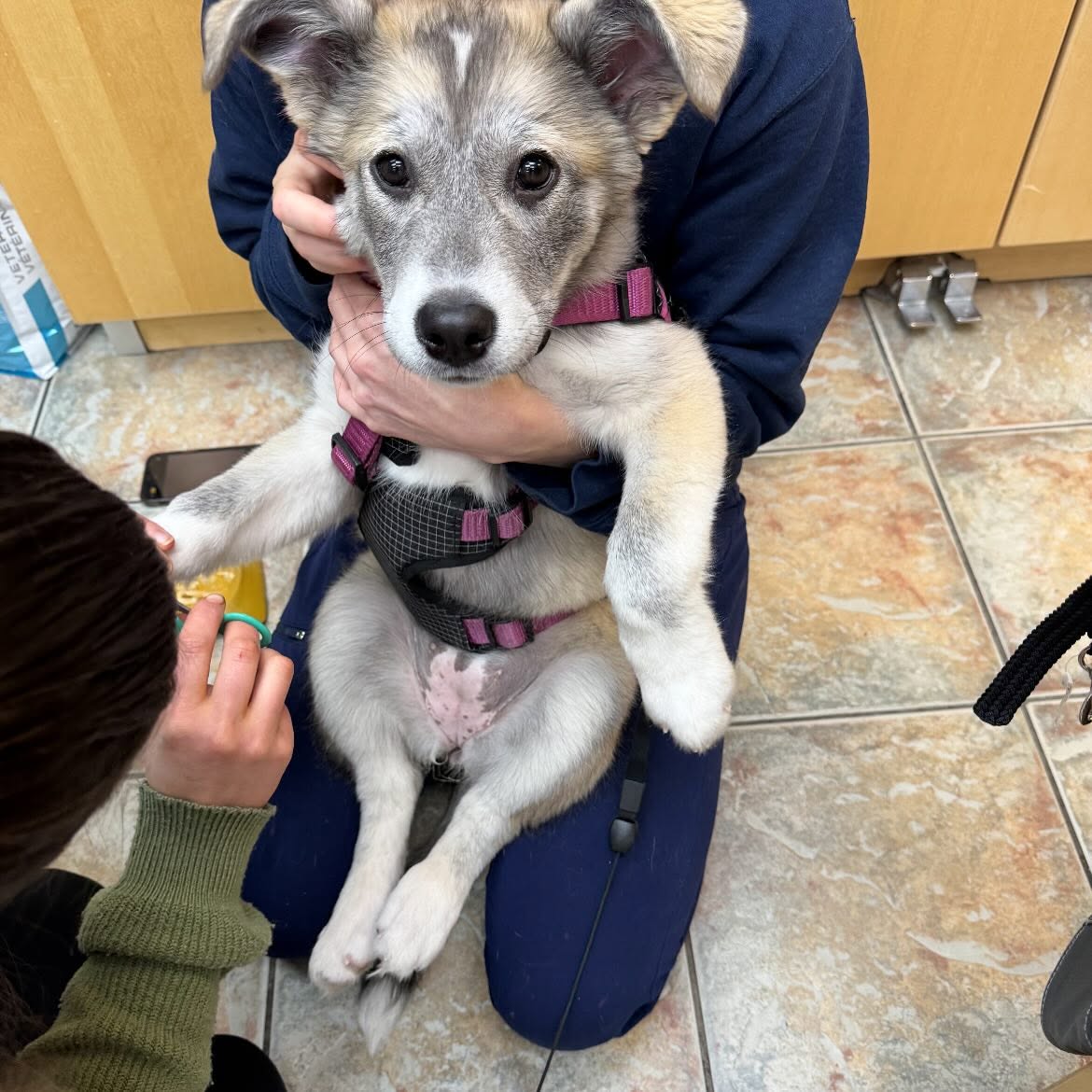Husky-mix puppy getting a treat during an exam at our south Calgary vet clinic