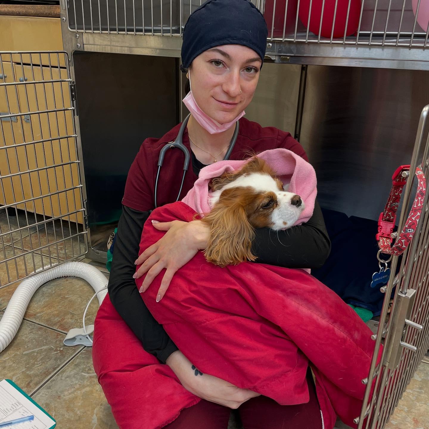 Veterinary technician comforting a Cavalier King Charles Spaniel after a procedure