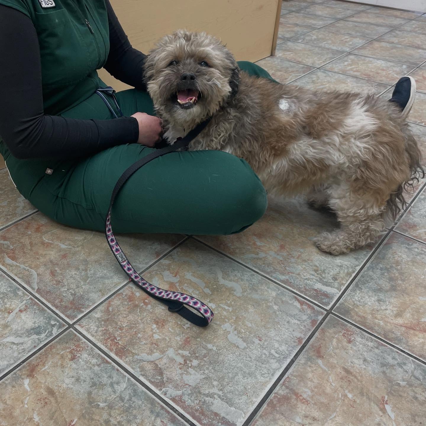 Happy shaggy dog sitting with a technician on the clinic floor