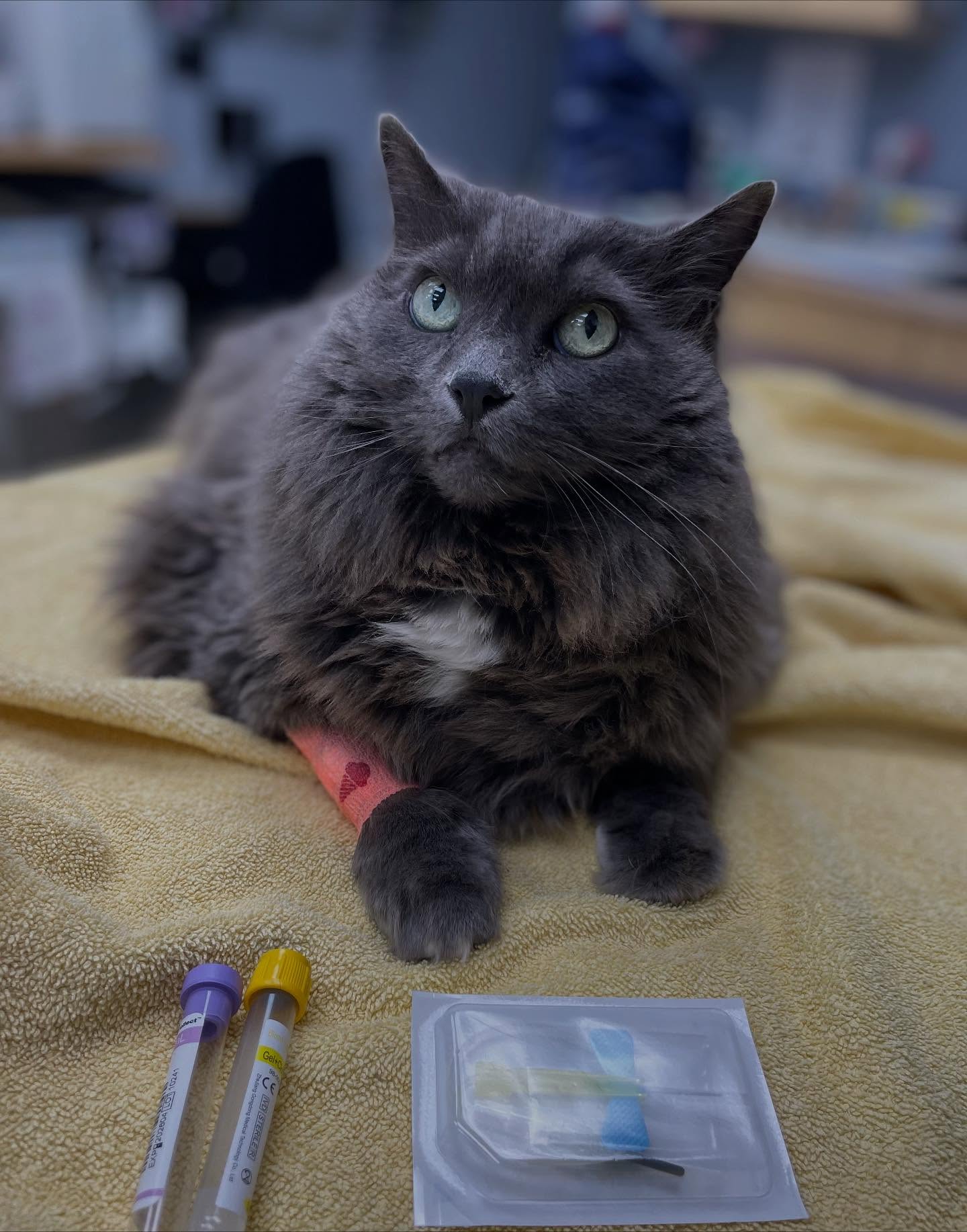 Grey cat resting after a blood draw at Chaparral Veterinary Clinic