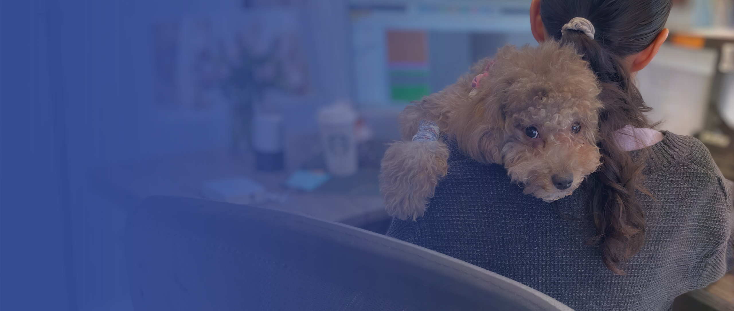 Poodle resting on a client's shoulder at the Chaparral Veterinary Clinic front desk in south Calgary